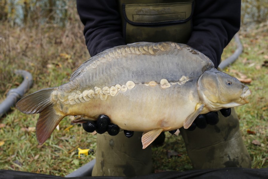 Fish 2 - 10lb 8oz - 54cm - November 2016