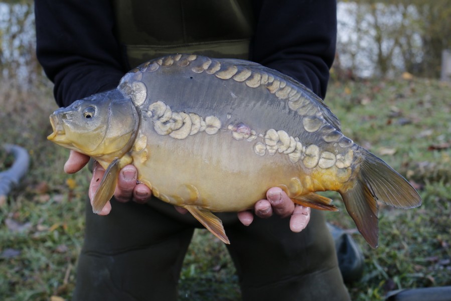 Fish 6 - The Simmo - 7lb 4oz - 45cm - November 2016