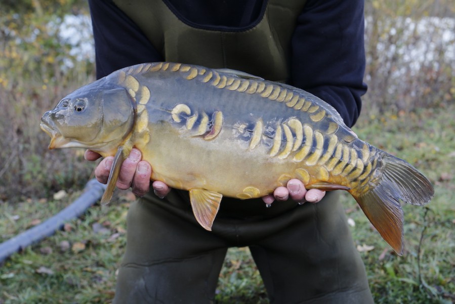 Fish 8 - Broken Linear - 8lb 8oz - 57cm - November 2016