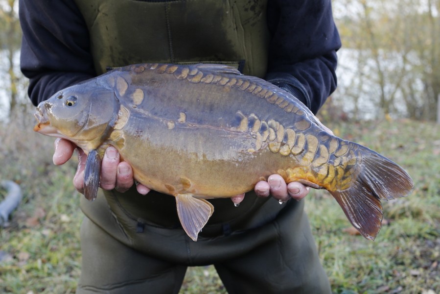 Fish 10 - Two Eyes - 8lb - 50cm - November 2016