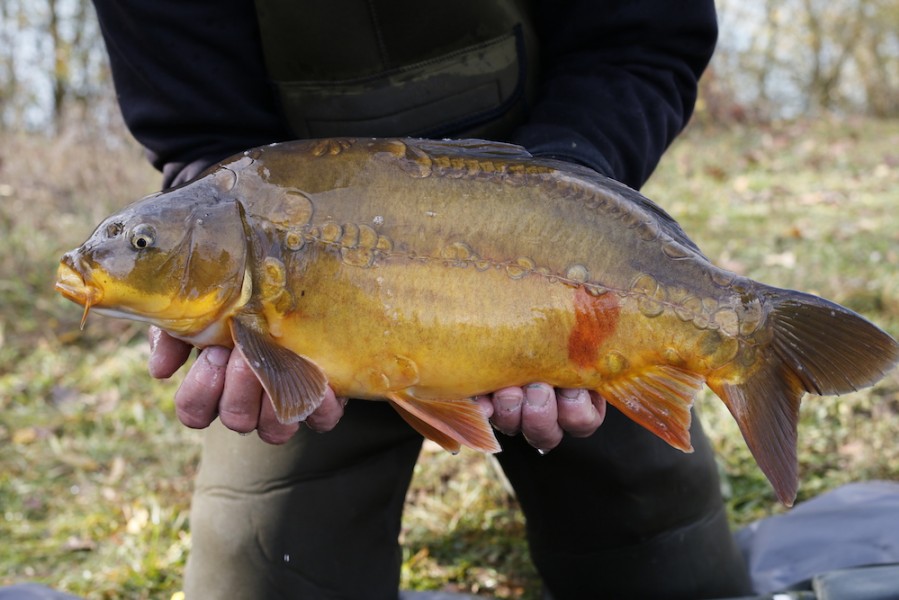 Fish 17 - Orange Spot - 6lb - 52cm - November 2016