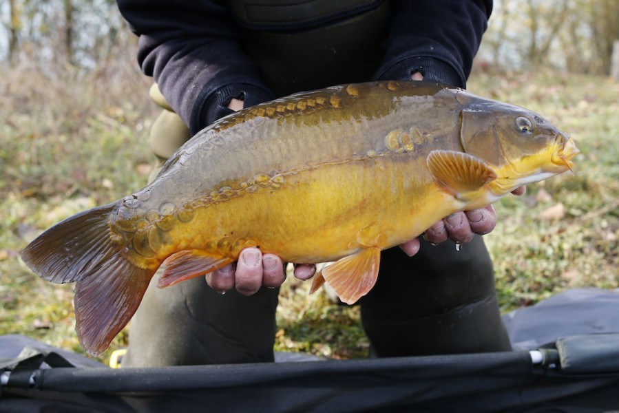 Fish 17 - Orange Spot - 6lb - 52cm - November 2016