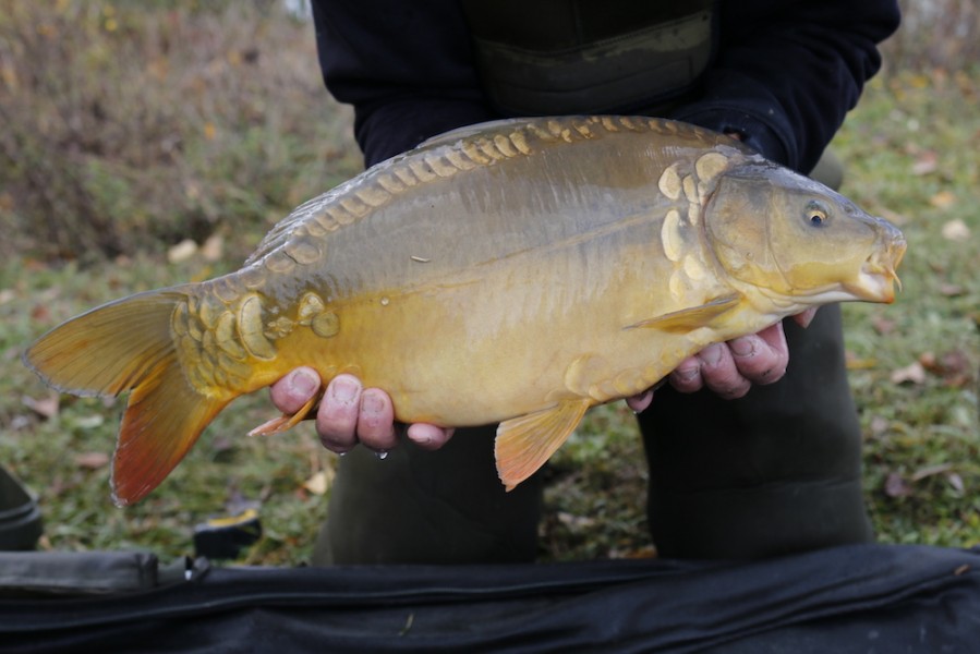 Fish 19 - 7lb 4oz - 53cm - November 2016