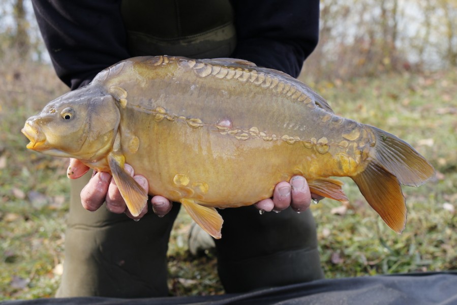 Fish 21 - 6lb 4oz - 48cm - November 2016