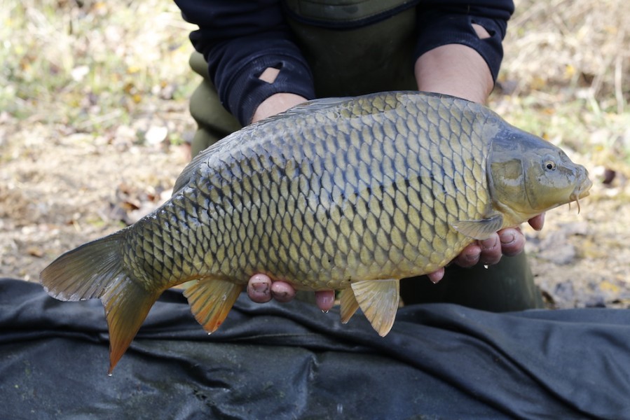 Fish 24 - 8lb - 52cm - November 2016