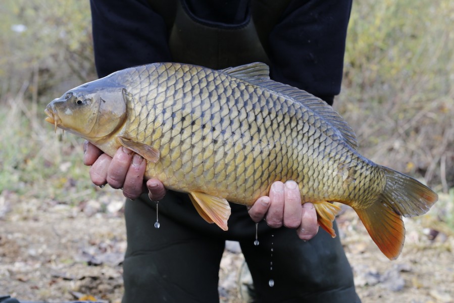 Fish 27 - 7lb 8oz - 54cm - November 2016