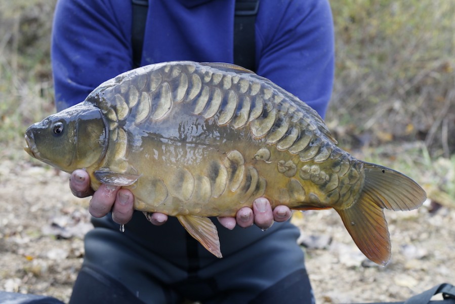 Fish 31 - Middleton Mirror - 5lb 12oz - 47cm - November 2016