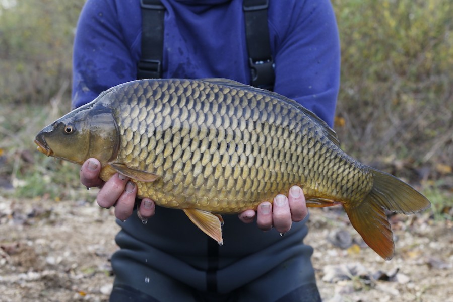 Fish 34 - 6lb 4oz - 50cm - November 2016