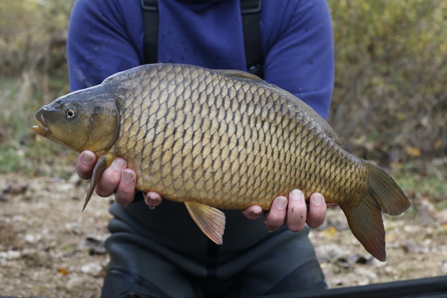 Fish 36 - 6lb - 50cm - November 2016