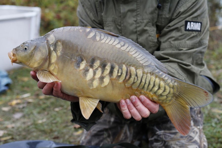 Fish 37 - 6lb - 49cm - November 2016