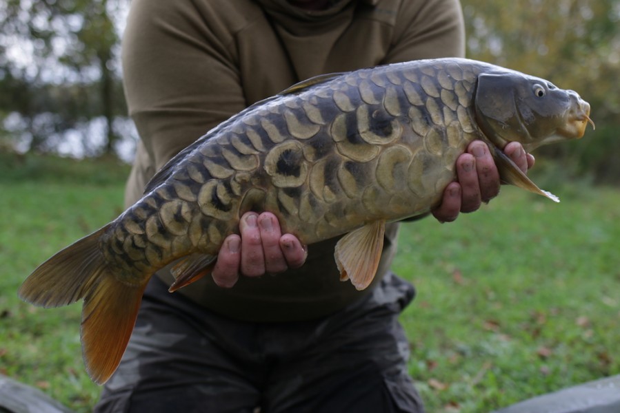 Fish 44 - Fully Scaled - 8lb - October 2017
