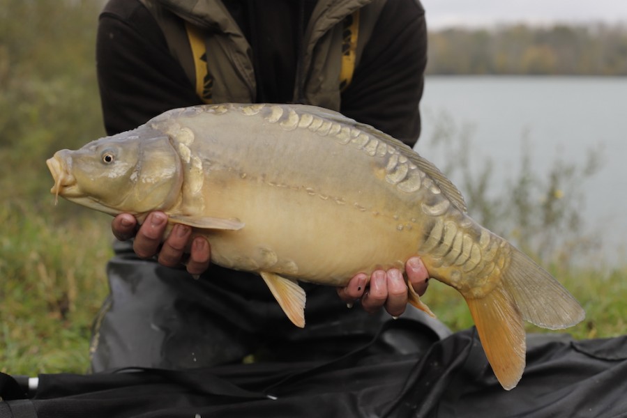 Fish 58 - 7lb 8oz - October 2017