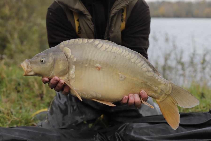 Fish 60 - 8lb 8oz - October 2017