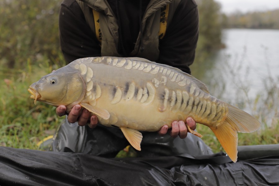 Fish 66 - 9lb 12oz - October 2017 - Half Lin