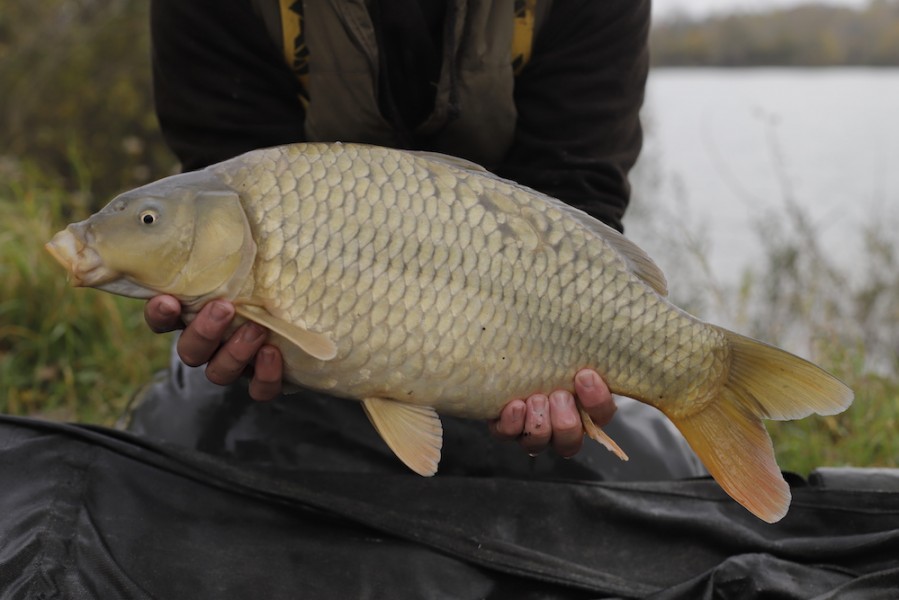 Fish 75 - 8lb 4oz- October 2017