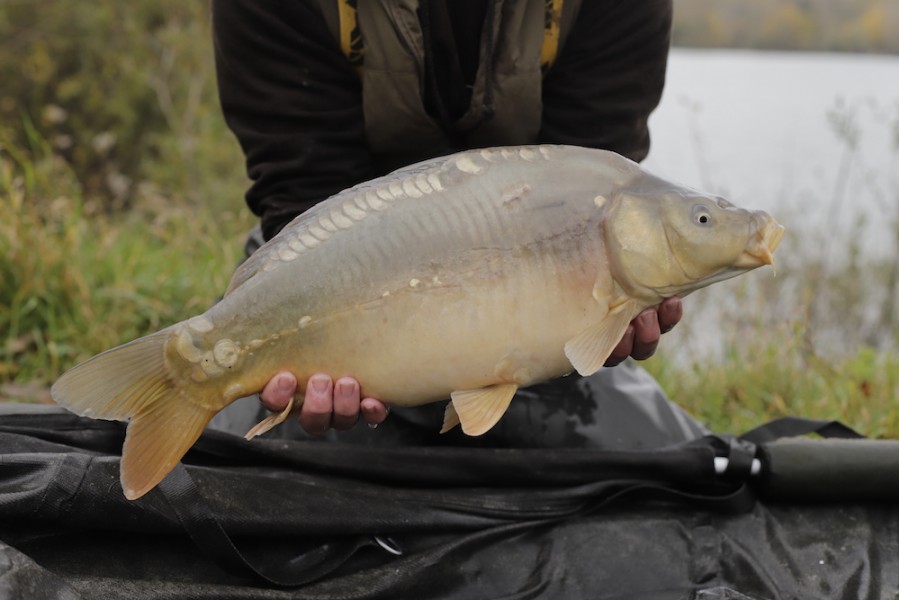 Fish 81 - 7lb 8oz - October 2017