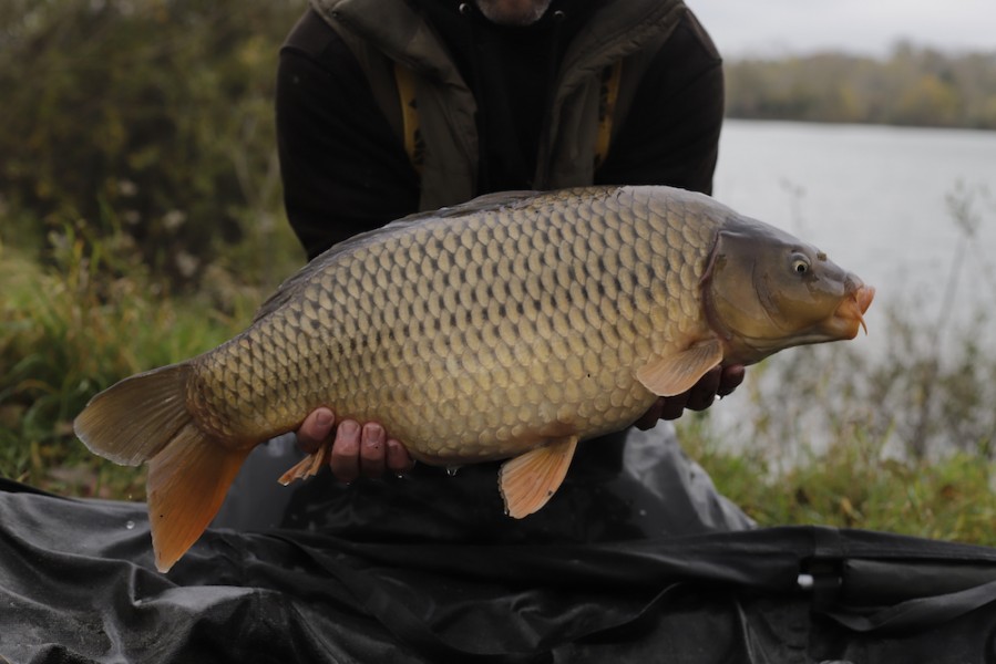 Fish 86 - 13lb 4oz - October 2017