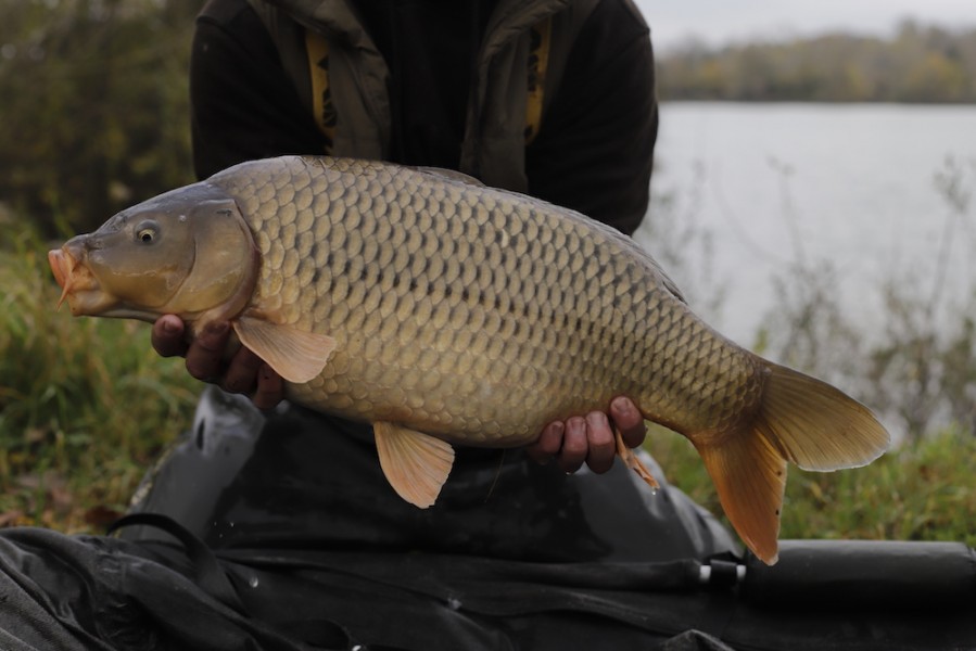 Fish 86 - 13lb 4oz - October 2017