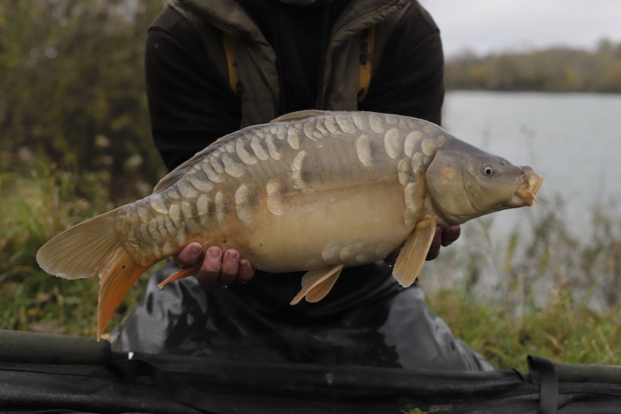 Fish 88 - 7lb 8oz - October 2017