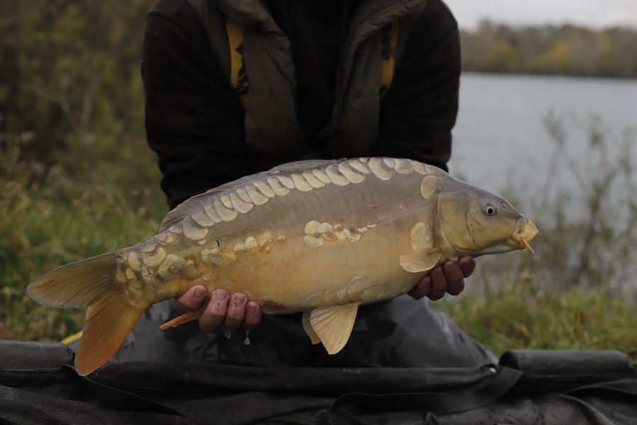 Fish 93- 7lb 8oz - October 2017