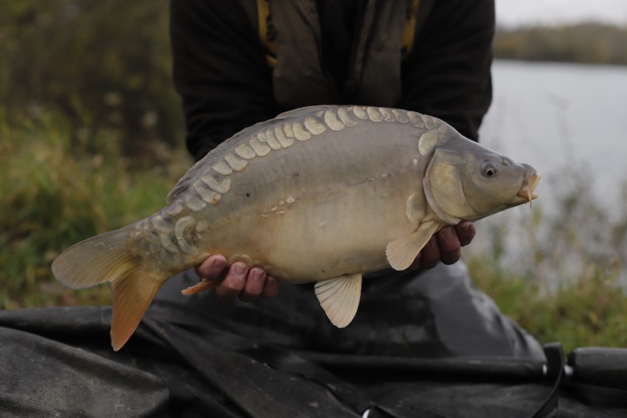 Fish 95 - 6lb 8oz - October 2017