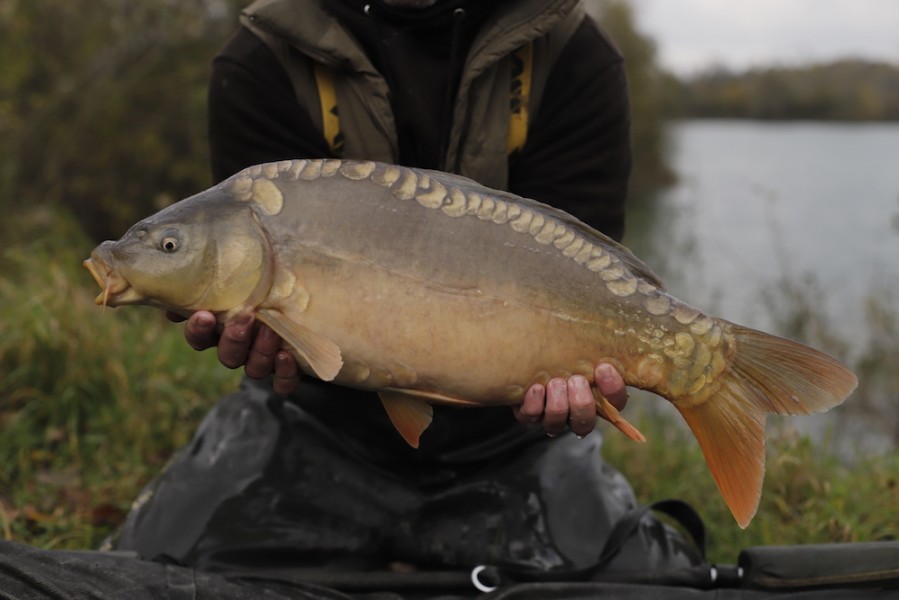 Fish 98- 9lb 8oz - October 2017