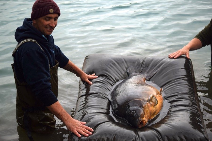 We cherish our prized residents.