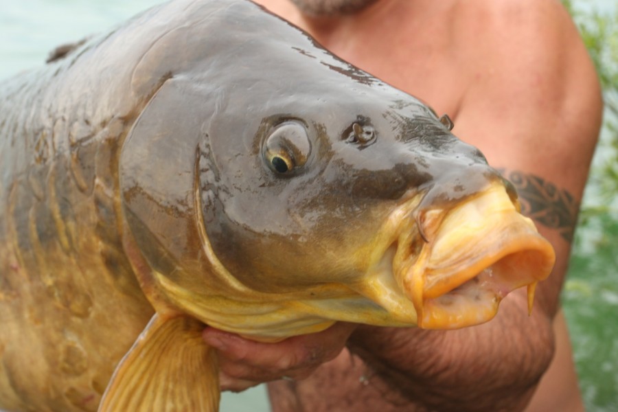 Gigantica carp have perfect mouths