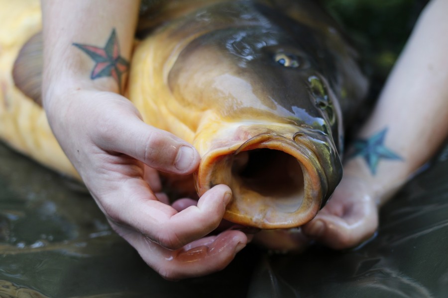The mouths of the fish are huge, hook sizes of 4 or larger is recommended