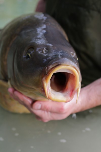 King Fully has had five known captures in its life, the mouth says it all.