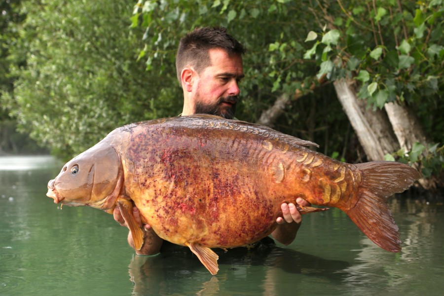 Check this bad girl out, "The Stranger" at a whopping 51lb 12oz!!!..........Greg Jones you legend.....