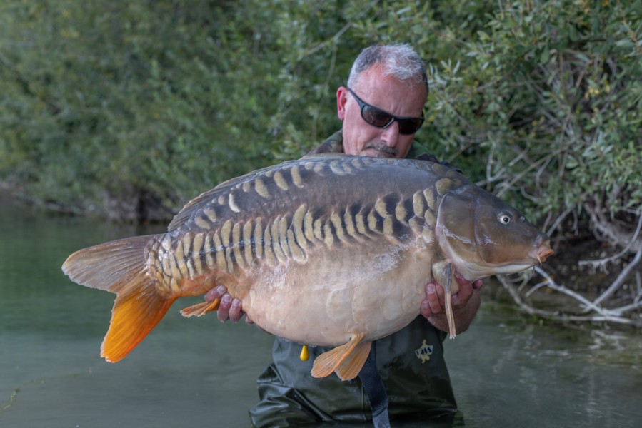 One of my favourite carp in the lake this one!