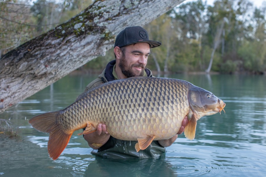 a lovely 40lb common