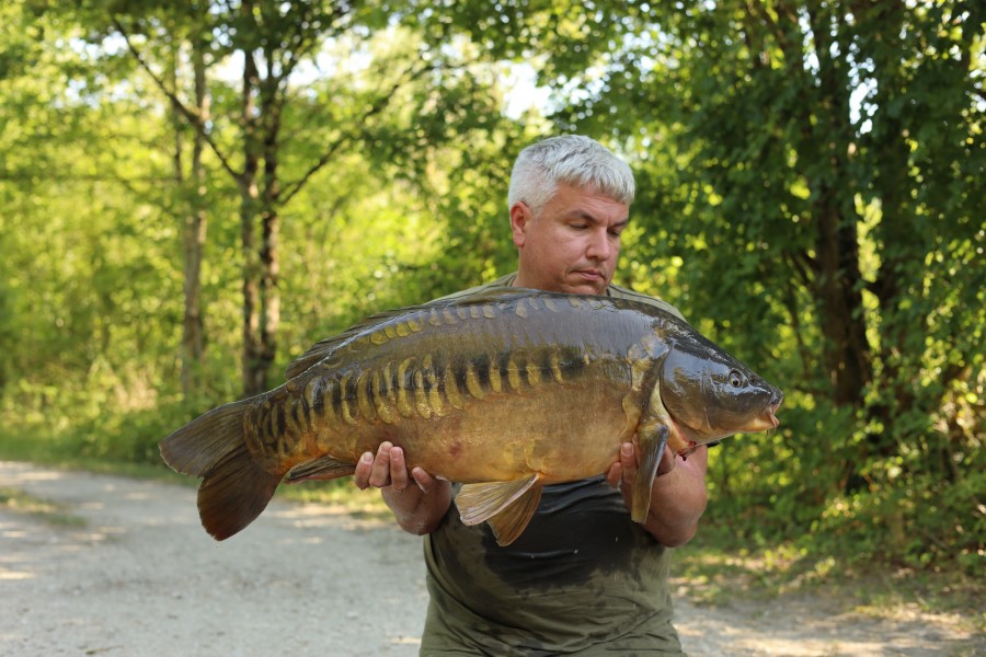 Adam with Solid Scales