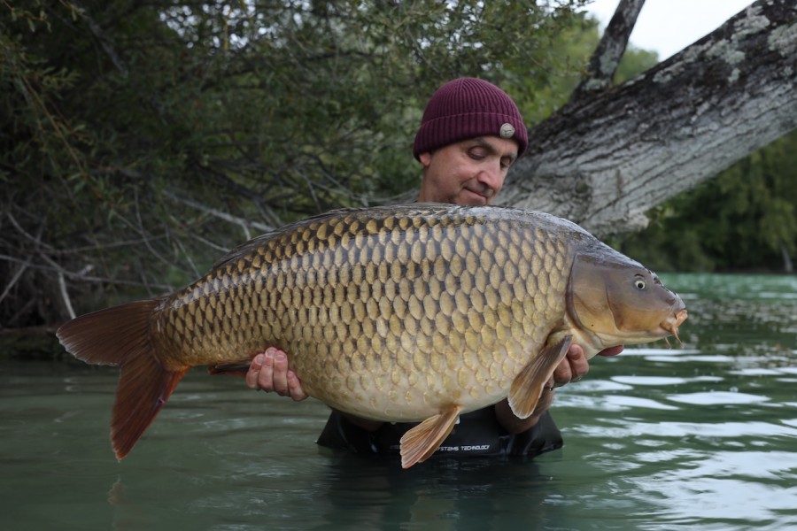 Septimus at 50lb 8oz for Chris in Co's