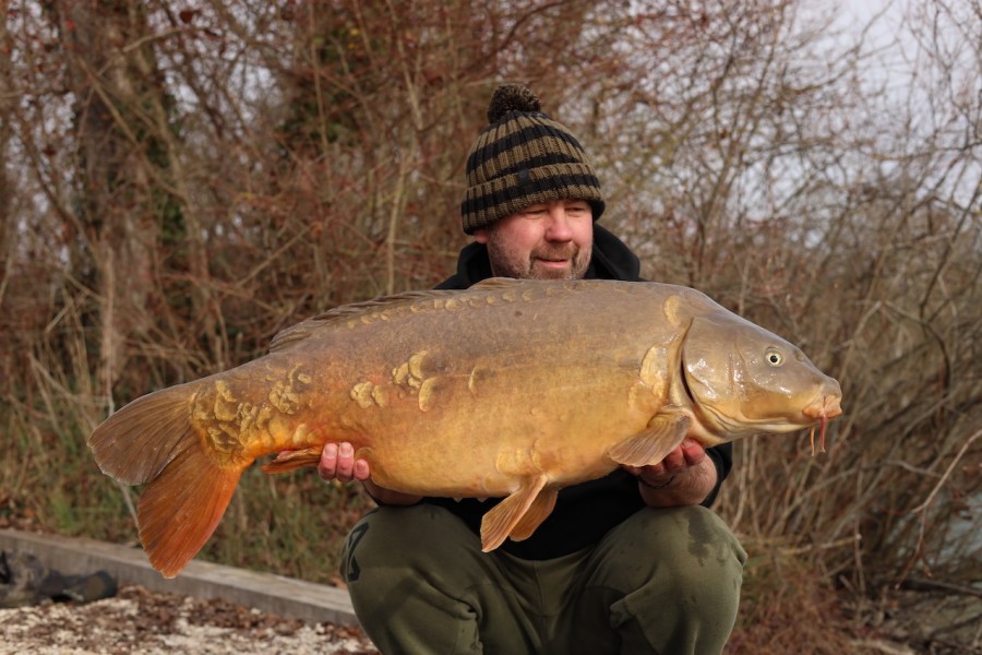 Yorkie at 36lb for Dan